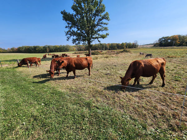 Rotational Grazing: A Sustainable Practice at Sawyer Creek Cattle