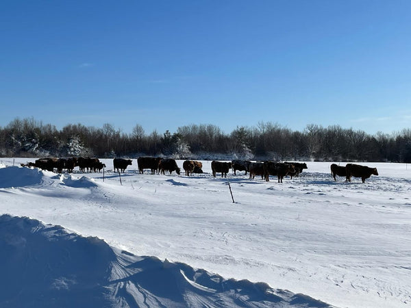 Preparing the Farm for Winter: How Sawyer Creek Cattle Ensures a Safe and Productive Season