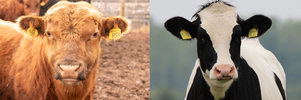 Understanding the Difference Between Beef Cattle and Dairy Cattle