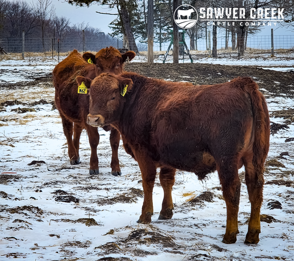 Red Angus: The Perfect Fit for Our Farm and Your Plate