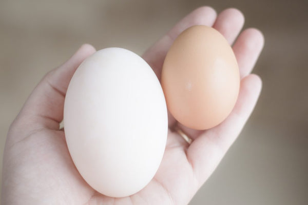 Eating Duck Eggs vs. Chicken Eggs: Key Differences