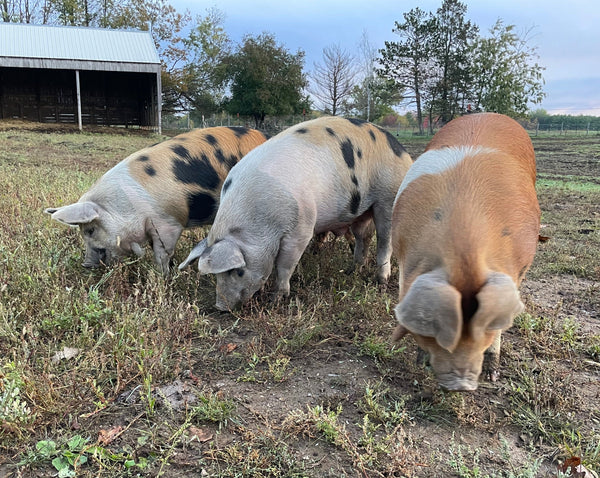 What Does "Pastured" Mean for Our Pork at Sawyer Creek Cattle?