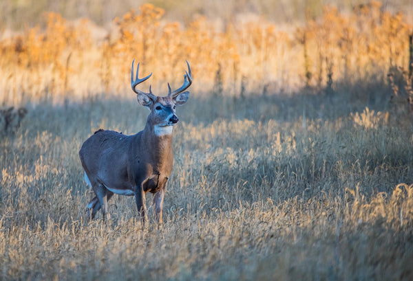 Health, Wellness, and Safety Tips for Wisconsin’s Deer Rifle Season FE-5.10