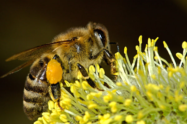 How Honey Bees Help Our Ecosystem and How You Can Support Them HB-2.03