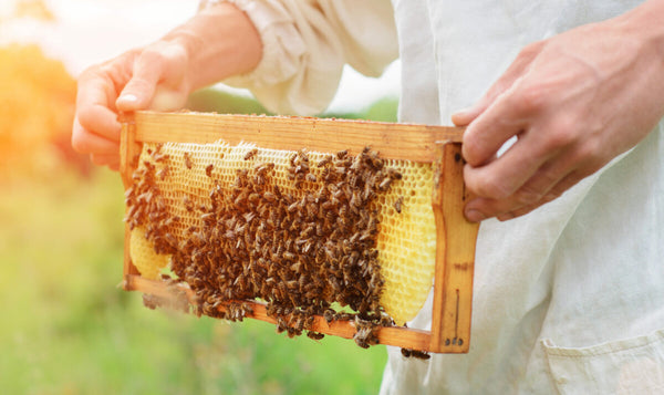 A Buzzing Good Winter: Keeping Bees Warm and Healthy