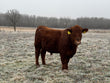 Registered Red Angus Bull: (Pending) Price: $4250 - listing more soon.