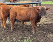 100% Purebred Red Angus: LM27 - Price: $2,750