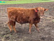 100% Purebred Red Angus: LM35 - Price: $2,750