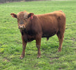 Registered Bull: LM38 - Price: $2,900