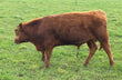 100% Purebred Red Angus: LM30 - Price: $2,500