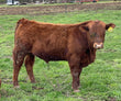Registered Bull: LL06 - Price: $3,500