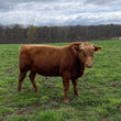 Angus_Highlander Commercial Cross Bull: K21 - Price: $2750