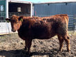 Registered Heifer: L06 - Price $2300