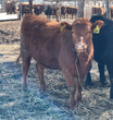 Registered Heifer: L09 - Price $2500
