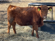 Registered Heifer: L12 - Price $2300