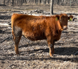 Registered Heifer: L24 - Price $1900
